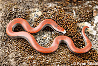 Sharp-tailed Snakes