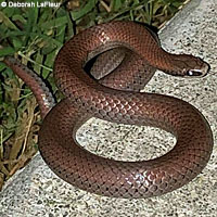 Sharp-tailed Snake