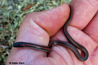 Sharp-tailed Snake