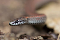 Sharp-tailed Snake