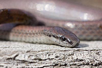 Sharp-tailed Snake