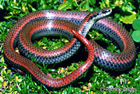 Sharp-tailed Snake