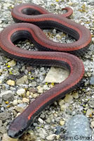 Sharp-tailed Snakes