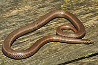 Sharp-tailed Snake