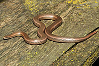 Sharp-tailed Snake