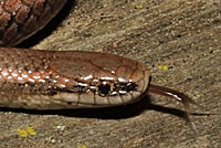 Sharp-tailed Snake