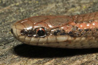 Sharp-tailed Snake