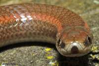 Sharp-tailed Snake