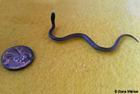 Sharp-tailed Snake