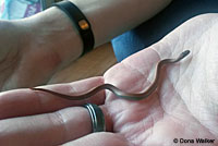 Sharp-tailed Snake