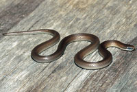 Forest Sharp-tailed Snake 