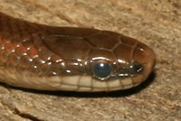 Forest Sharp-tailed Snake 