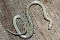 Forest Sharp-tailed Snake 