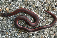 Sharp-tailed Snakes