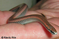 Sharp-tailed Snake