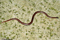 Sharp-tailed Snake