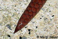 Sharp-tailed Snake