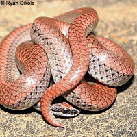 Sharp-tailed Snake