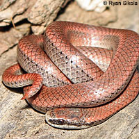 Sharp-tailed Snake