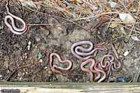 Sharp-tailed Snakes