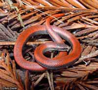 Sharp-tailed Snake