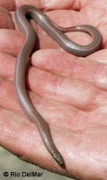 Sharp-tailed Snake