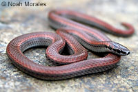 Sharp-tailed Snakes