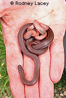 Sharp-tailed Snake