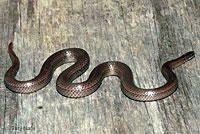 Sharp-tailed Snake