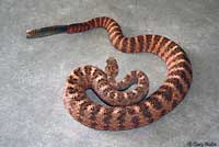 rattlesnake