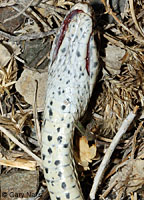 Desert Striped Whipsnake