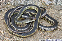 Desert Striped Whipsnake