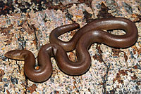 Southern Rubber Boa  