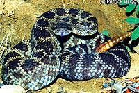 southern pacific rattlesnake