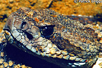 southern pacific rattlesnake