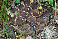 northern pacific rattlesnake