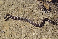 california kingsnake habitat