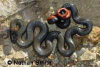 San Bernardino Ring-necked Snake