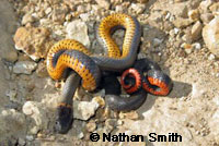 San Bernardino Ring-necked Snake