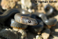 San Bernardino Ring-necked Snake