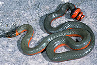 Coral-bellied Ring-necked Snake