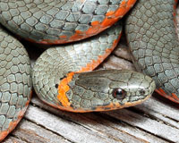 Pacific Ring-necked Snake