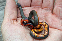 Pacific Ring-necked Snake