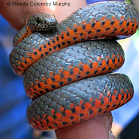 Pacific Ring-necked Snake