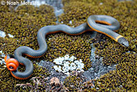 Pacific Ring-necked Snake