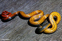 Pacific Ring-necked Snake