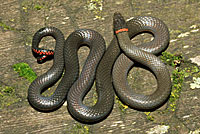 Pacific Ring-necked Snake