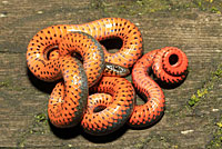 Pacific Ring-necked Snake