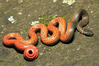 Pacific Ring-necked Snake