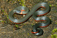 Pacific Ring-necked Snake